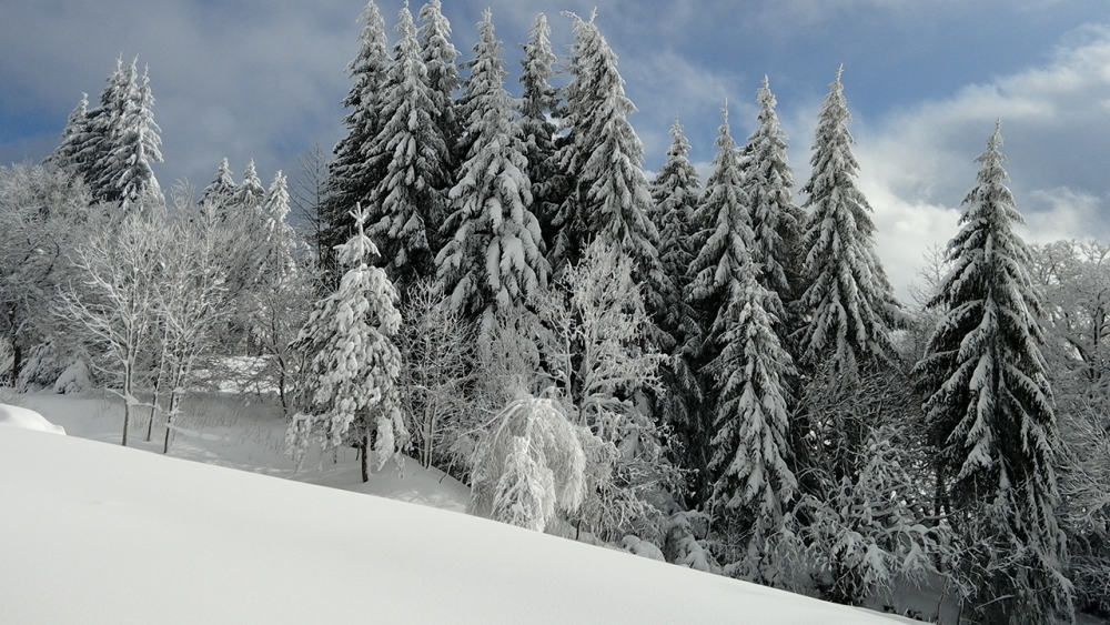 Alentours-sapin-sous-la-neige