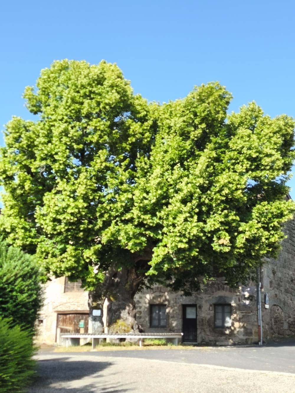 La terrasse du sully (15)